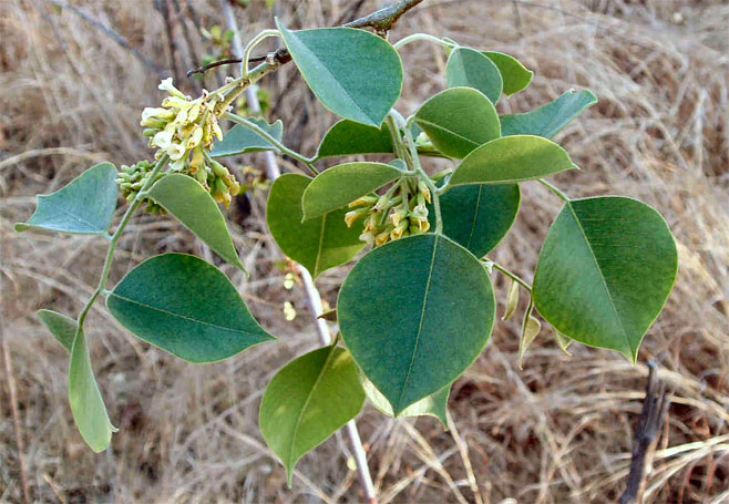 Dalbergia sissoo (Sissoo)