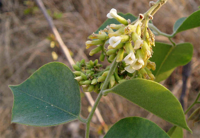 Dalbergia sissoo (Sissoo)