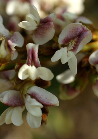 Dalbergiella nyasae