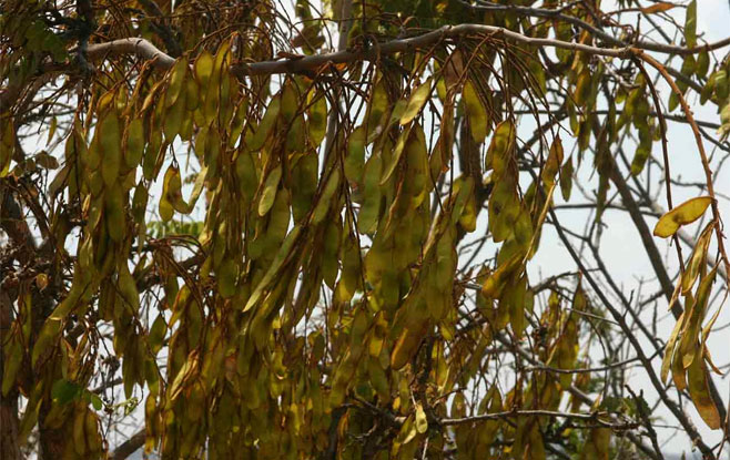 Dalbergiella nyasae