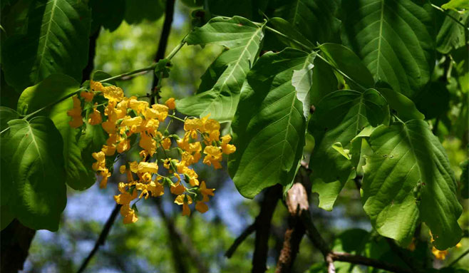 Pterocarpus brenanii