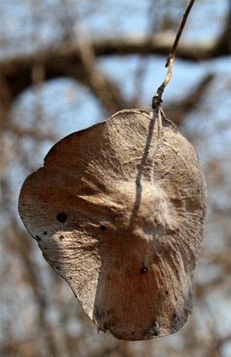 Pterocarpus brenanii