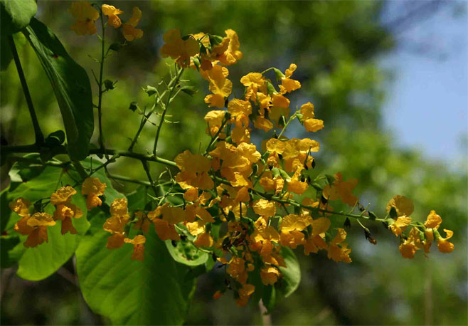 Pterocarpus brenanii