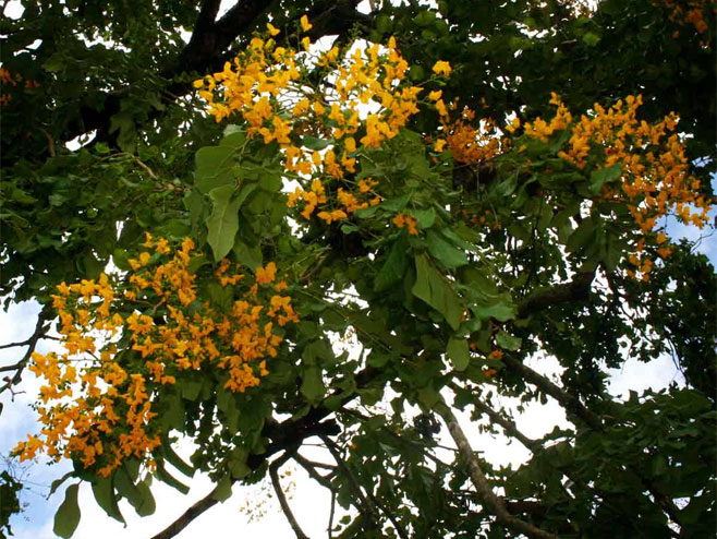 Pterocarpus rotundifolius (Round-leaved teak, Dopperkiaat)