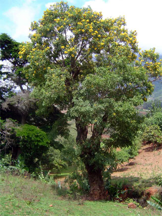Pterocarpus rotundifolius (Round-leaved teak, Dopperkiaat)