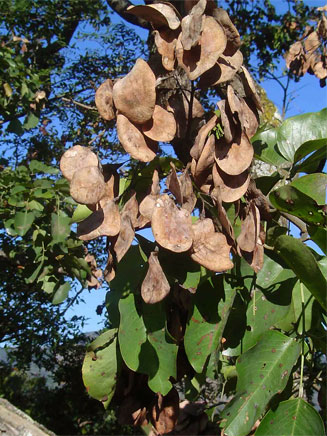 Pterocarpus rotundifolius (Round-leaved teak, Dopperkiaat)