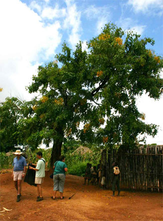 Pterocarpus rotundifolius (Round-leaved teak, Dopperkiaat)