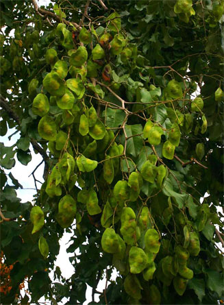 Pterocarpus rotundifolius (Round-leaved teak, Dopperkiaat)