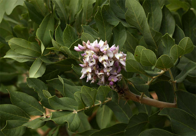 Philenoptera violacea