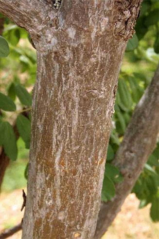Philenoptera violacea