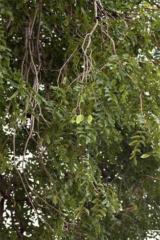 Xeroderris stuhlmannii