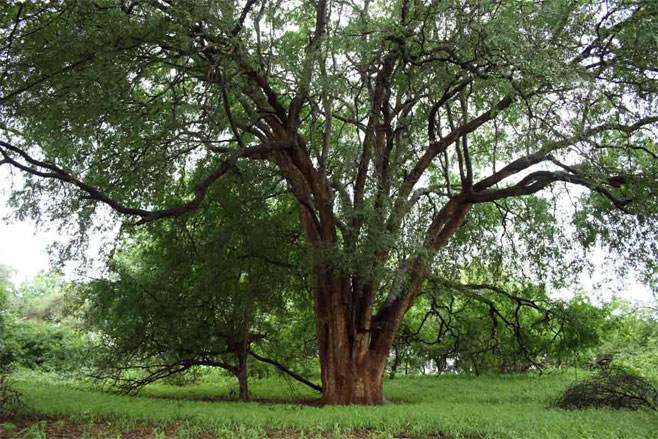Xanthocercis zambesiaca