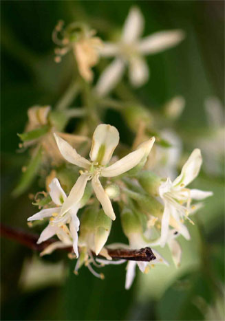 Xanthocercis zambesiaca