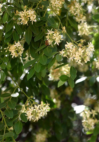 Xanthocercis zambesiaca