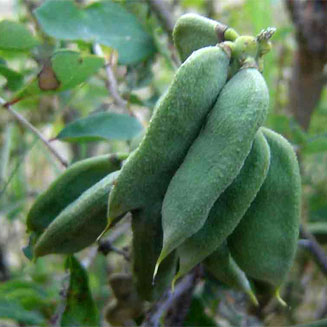Abrus precatorius