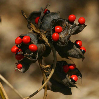 Abrus precatorius