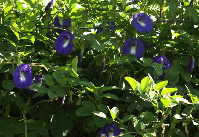 Clitoria ternatea (Butterfly pea)