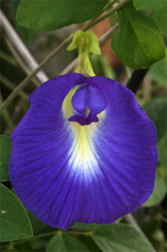 Clitoria ternatea (Butterfly pea)