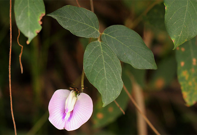 Centrosema pubescens
