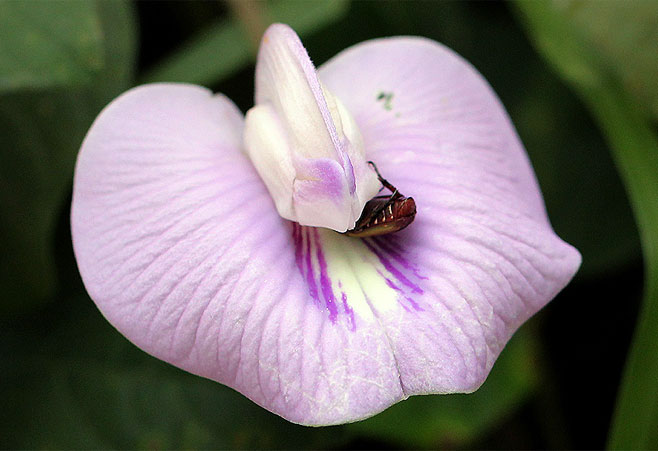 Centrosema pubescens