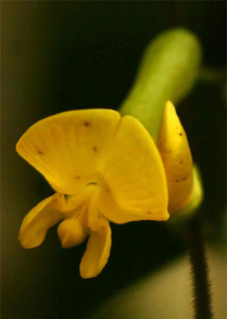 Dumasia villosa