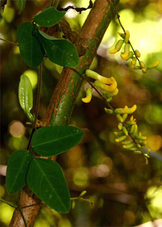 Dumasia villosa