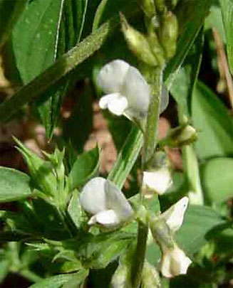 Neonotonia wightii