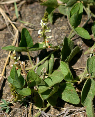 Neonotonia wightii