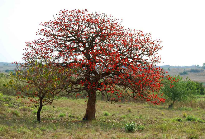Erythrina abyssinica (Red-hot-poker coral-tree)