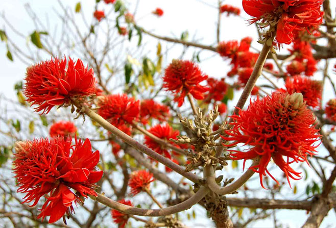 Erythrina abyssinica (Red-hot-poker coral-tree)