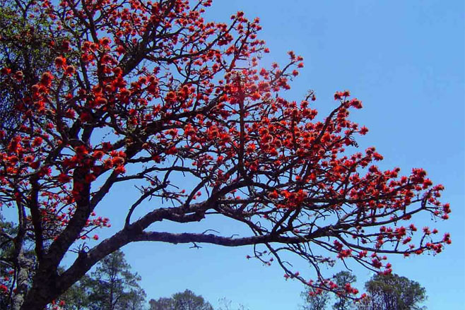 Erythrina latissima (Broad-leaved coral-tree)