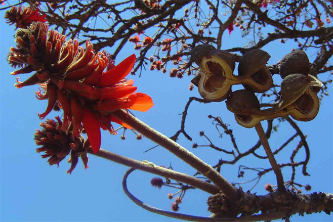 Erythrina latissima (Broad-leaved coral-tree)