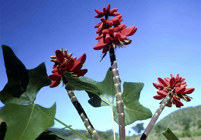 Erythrina livingstoniana (Aloe coral tree, Mozambique coral-tree)