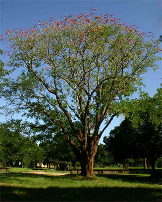 Erythrina livingstoniana (Aloe coral tree, Mozambique coral-tree)