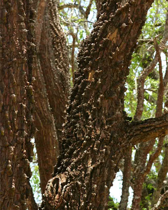 Erythrina livingstoniana (Aloe coral tree, Mozambique coral-tree)