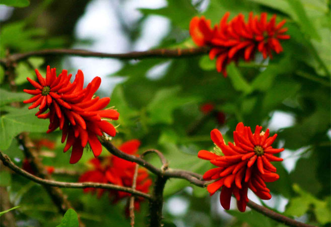 Erythrina livingstoniana (Aloe coral tree, Mozambique coral-tree)