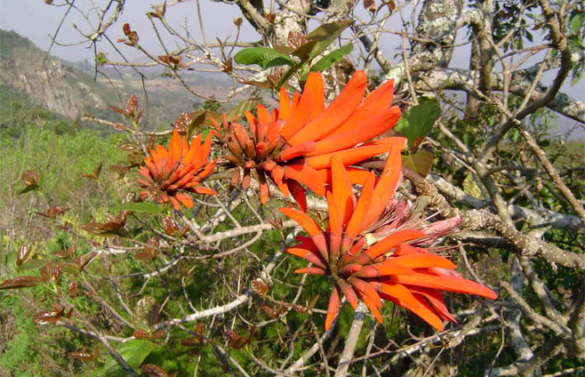 Erythrina lysistemon (Sacred coral tree, Common coral-tree)