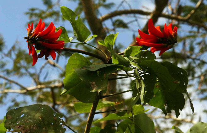 Erythrina lysistemon (Sacred coral tree, Common coral-tree)