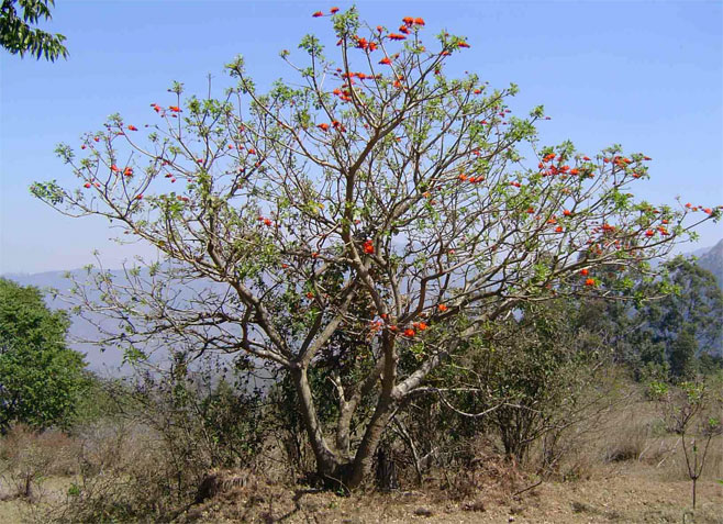 Erythrina lysistemon (Sacred coral tree, Common coral-tree)