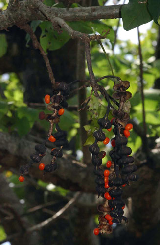 Erythrina lysistemon (Sacred coral tree, Common coral-tree)