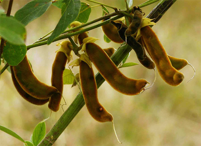 Mucuna coriacea