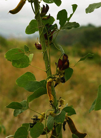 Mucuna coriacea