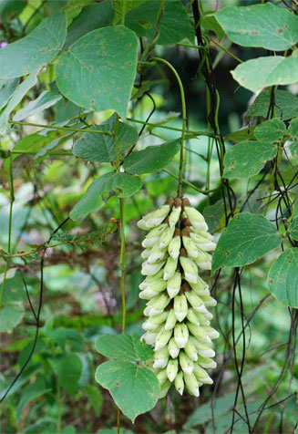 Mucuna ferox