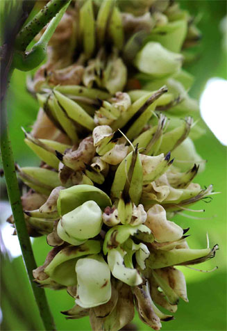 Mucuna ferox