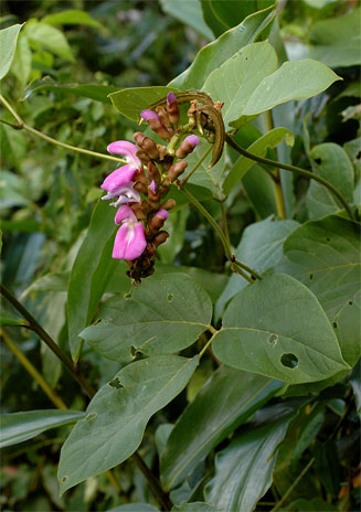 Canavalia africana