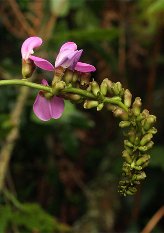 Canavalia africana