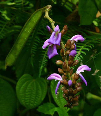 Canavalia africana