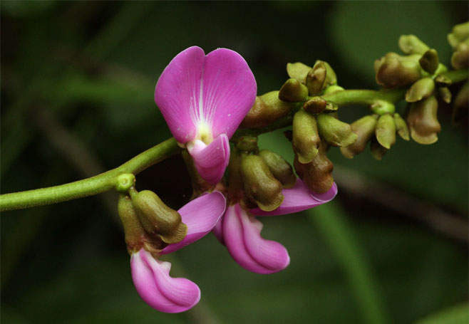 Canavalia africana