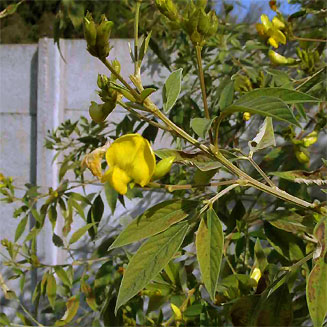 Cajanus cajan (Pigeon pea, Red gram)
