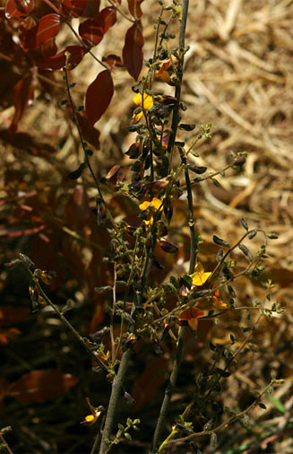 Rhynchosia insignis